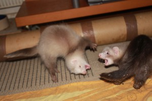 img_6752.jpg